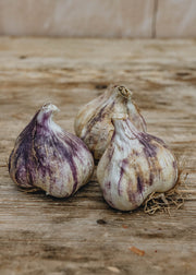 Taylors Bulbs French Garlic 'Flavor', pack of 50 sets