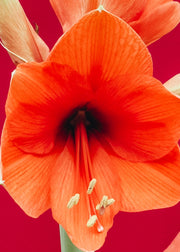 Amaryllis Florida Bulb