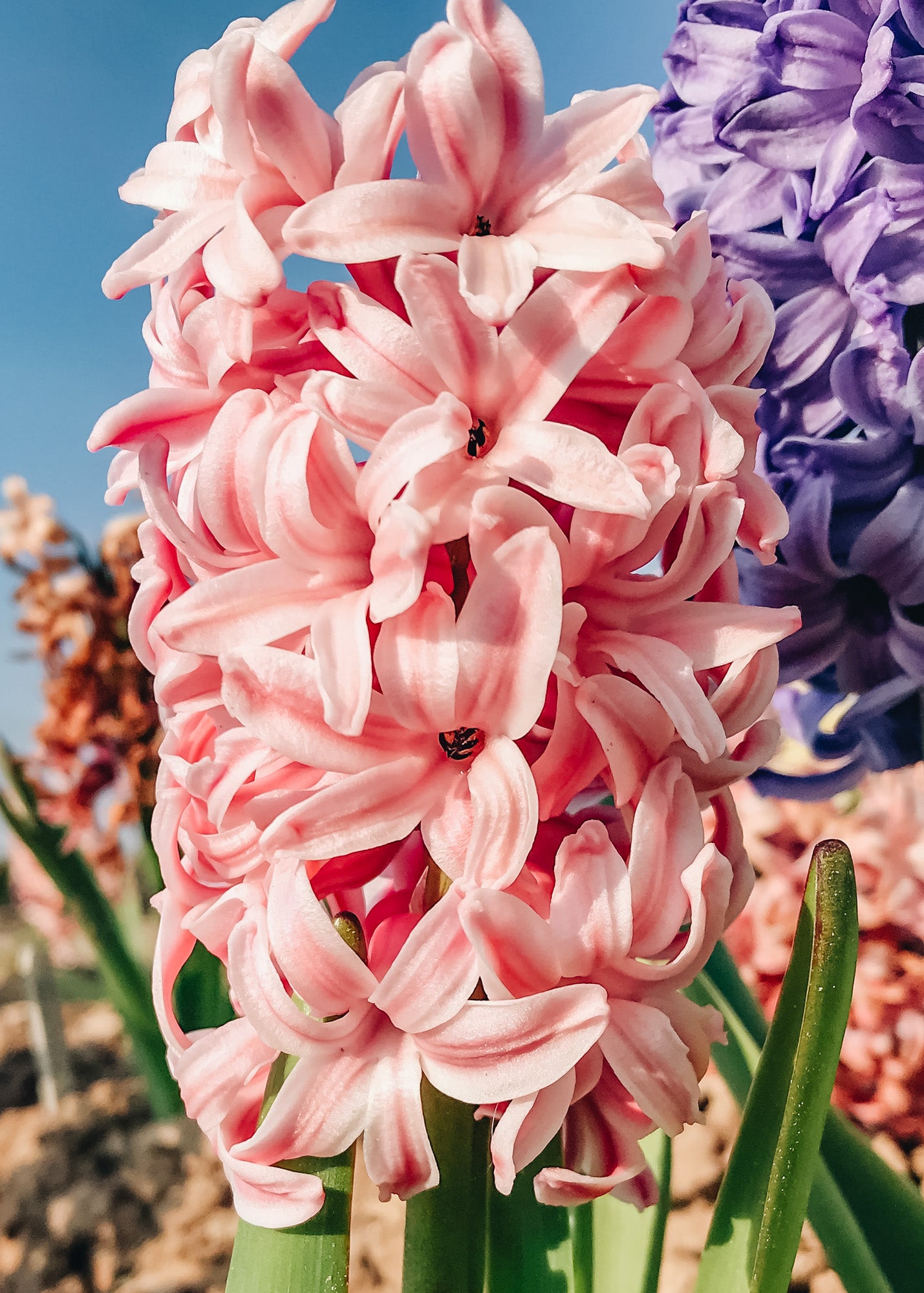 Taylors Bulbs Indoor Hyacinth Fondant Bulbs, pack of five
