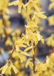 Anemone Forsythia x intermedia 'Spectabilis', 2L