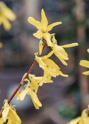 Forsythia Forsythia x intermedia 'Spectabilis', 2L