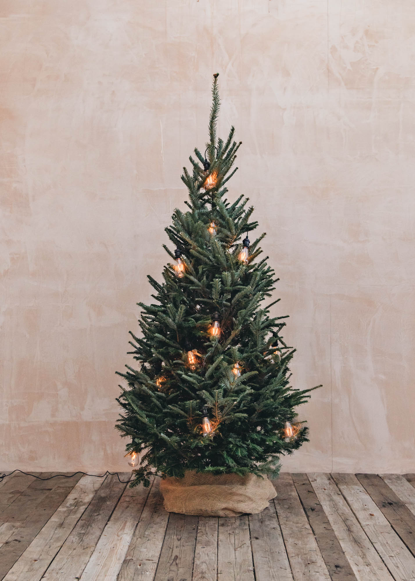 Fraser Fir Premium Cut Christmas Trees 5ft - 8ft