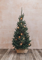 Fraser Fir Premium Cut Christmas Trees 5ft - 8ft