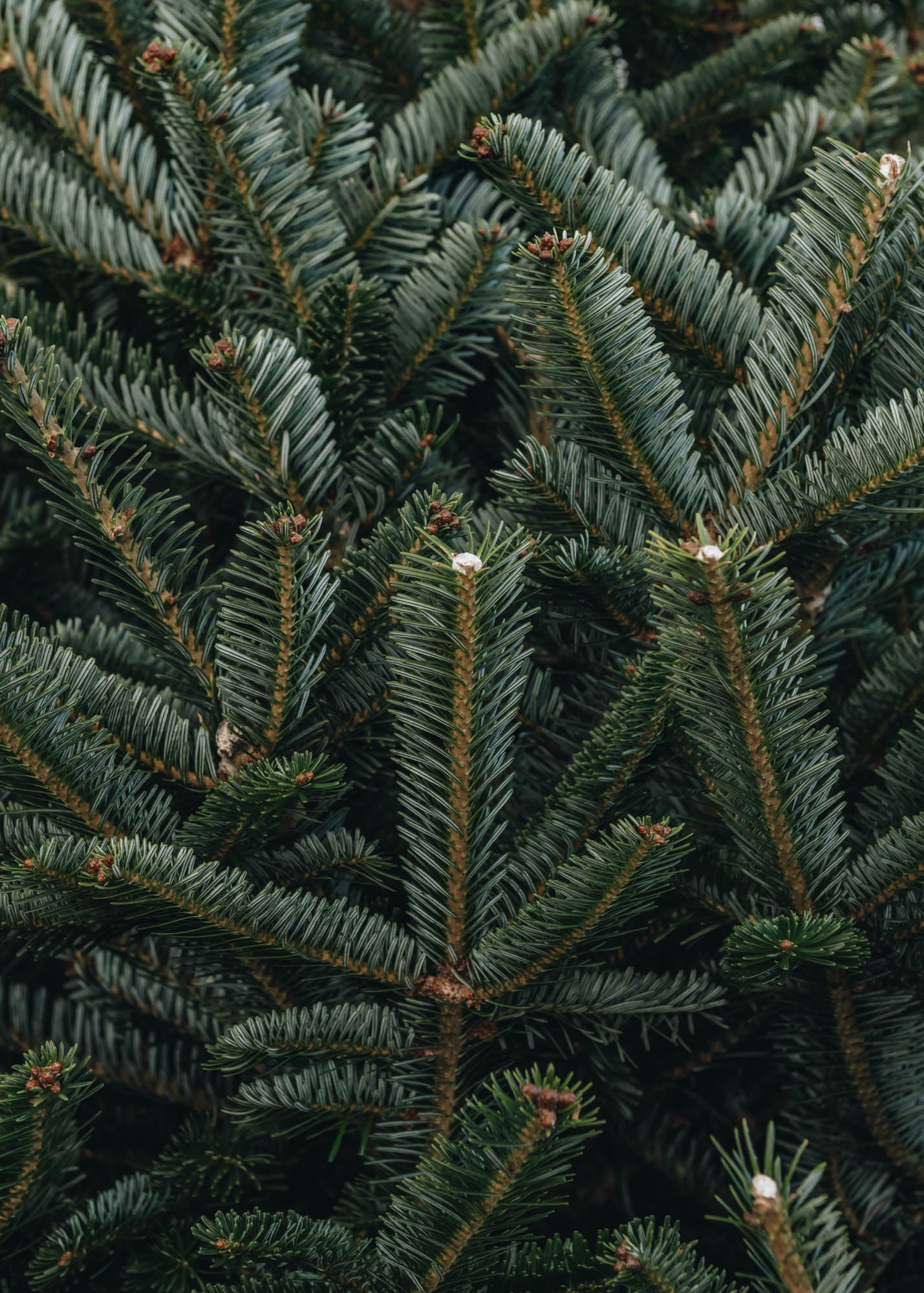 Christmas Trees Fraser Fir Premium Cut Christmas Trees 5ft - 8ft