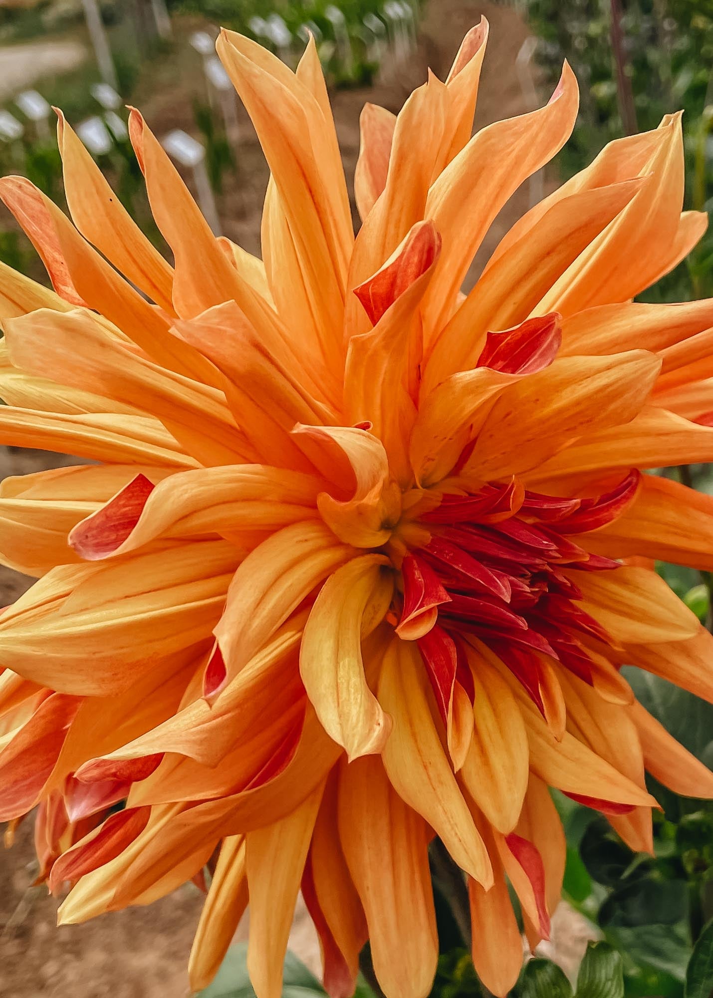 Taylors Bulbs Dahlia 'French Can Can' Tubers