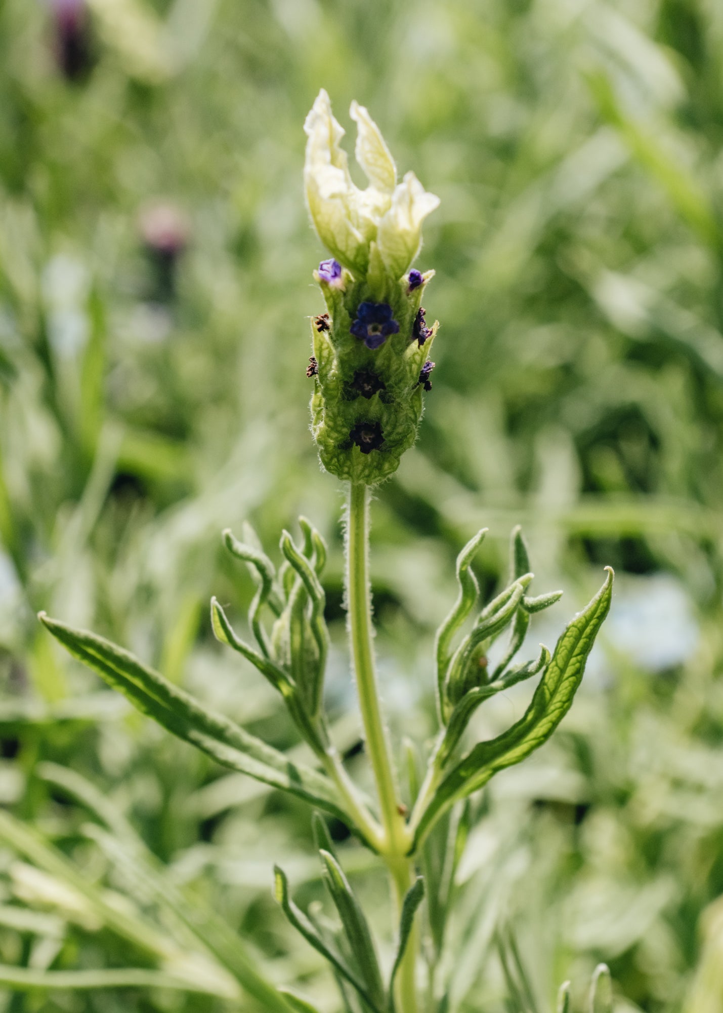 Lavandula stoechas Tiara