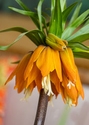 Fritillaria imperialis Garland Star Bulbs