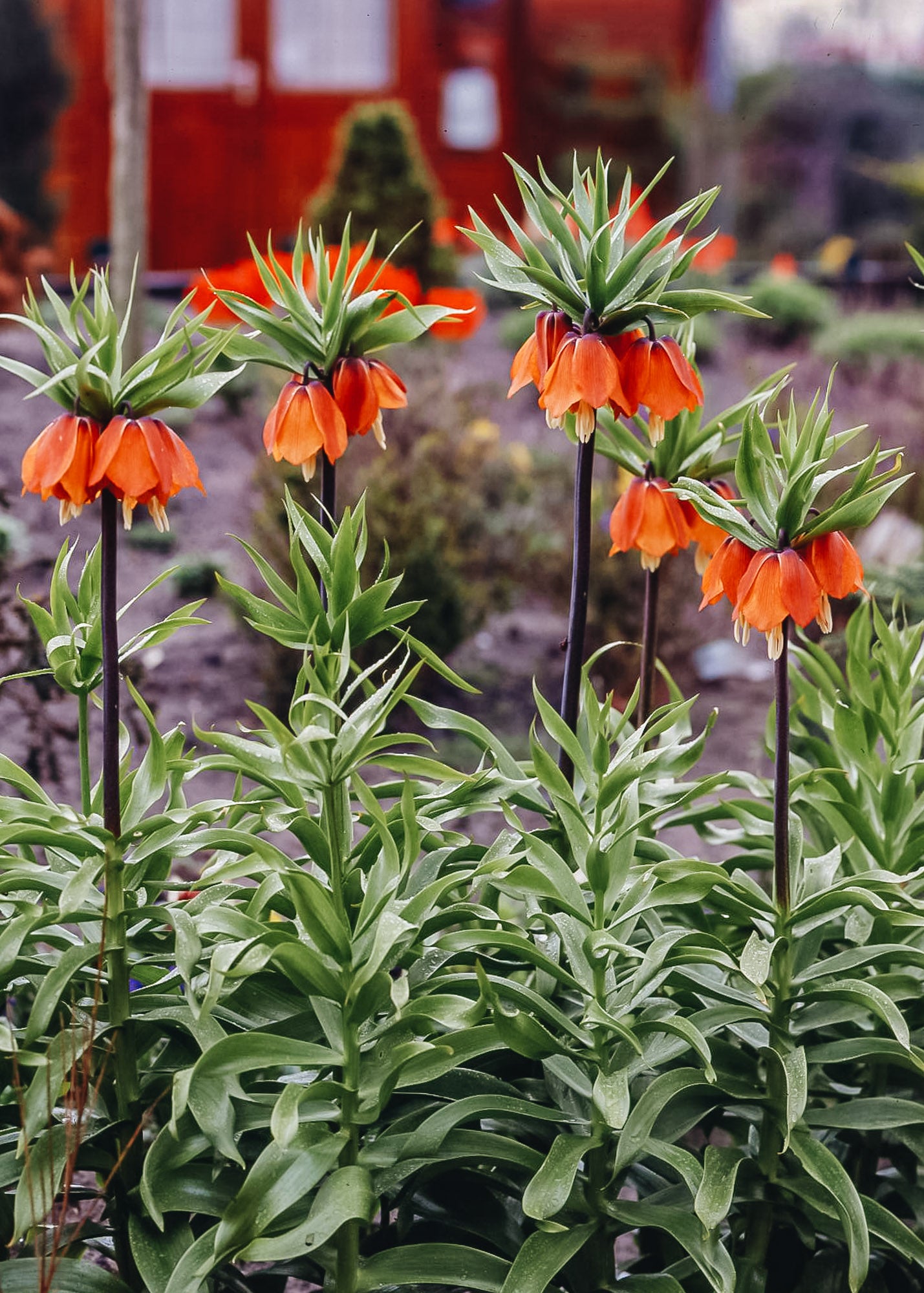 Fritillaria imperialis Rubra Bulbs