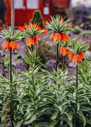 Fritillaria imperialis Rubra Bulbs
