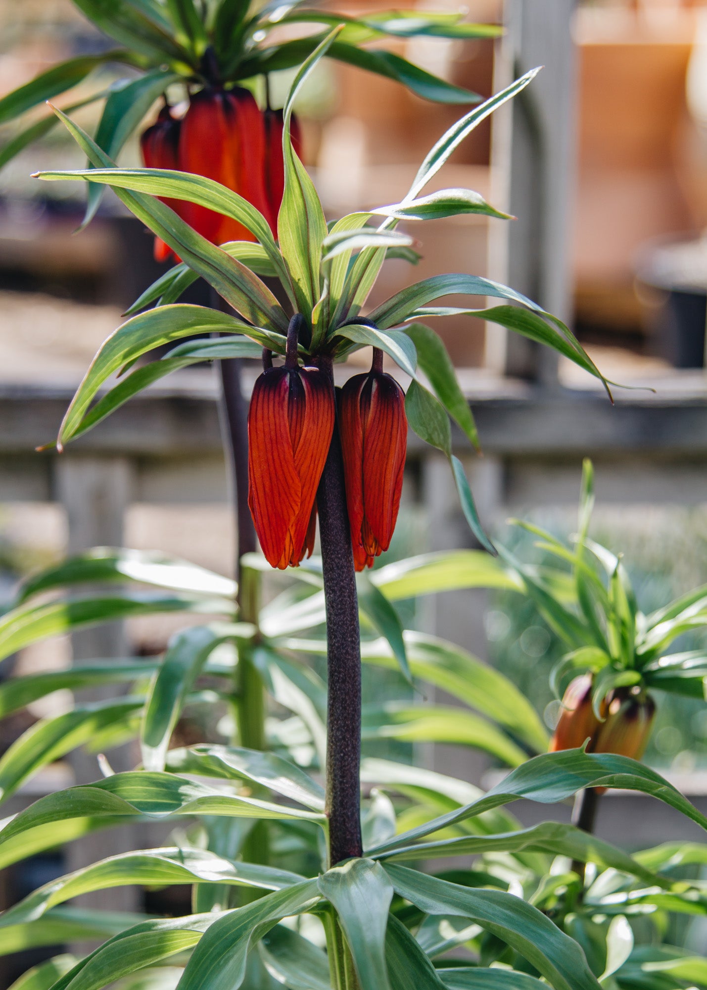 Fritillaria Fritillaria imperialis William Rex 2/3L 