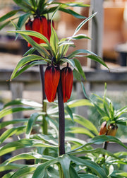 Fritillaria Fritillaria imperialis William Rex 2/3L 
