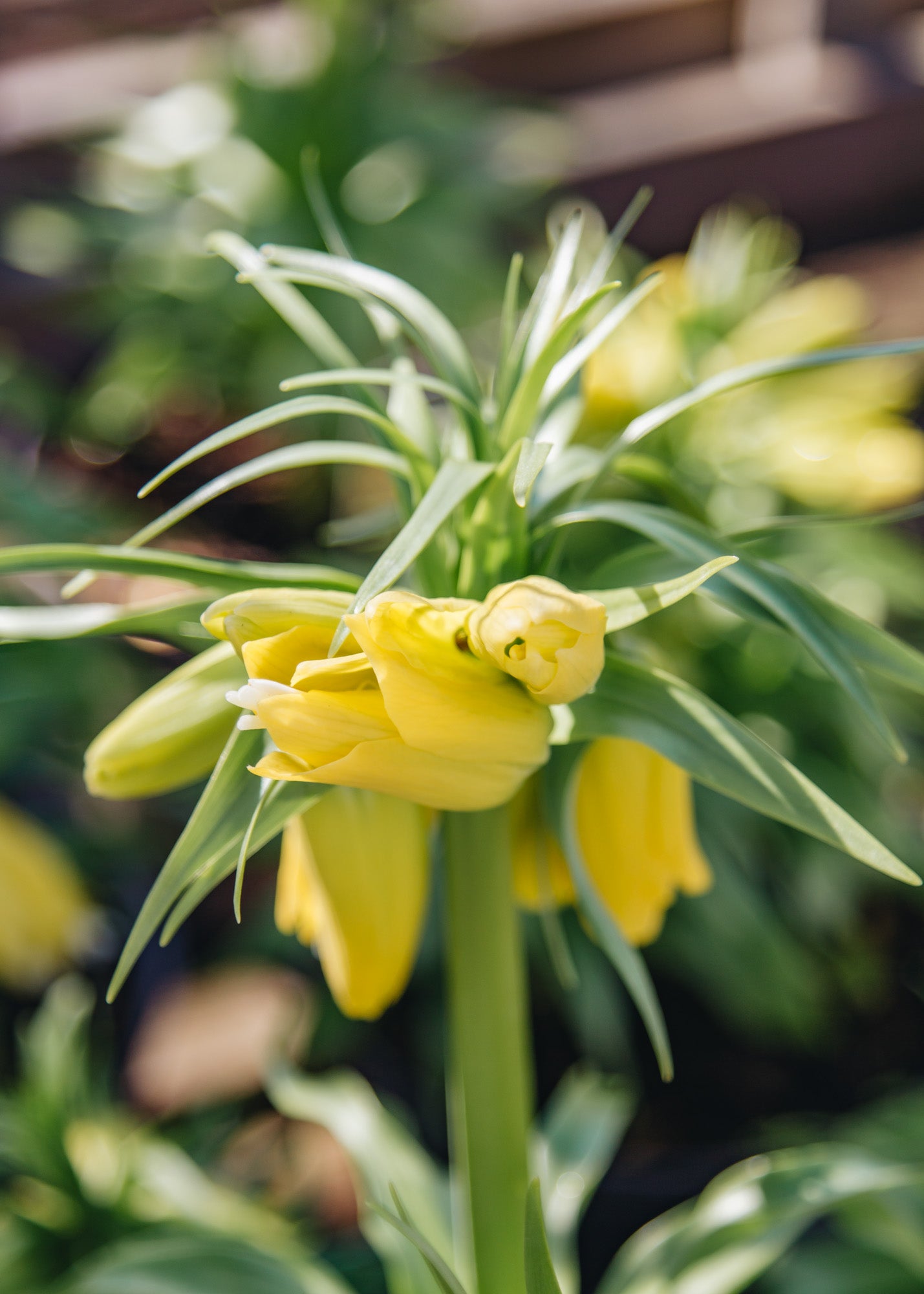 Fritillaria Fritillaria imperialis Lutea 2/3L 