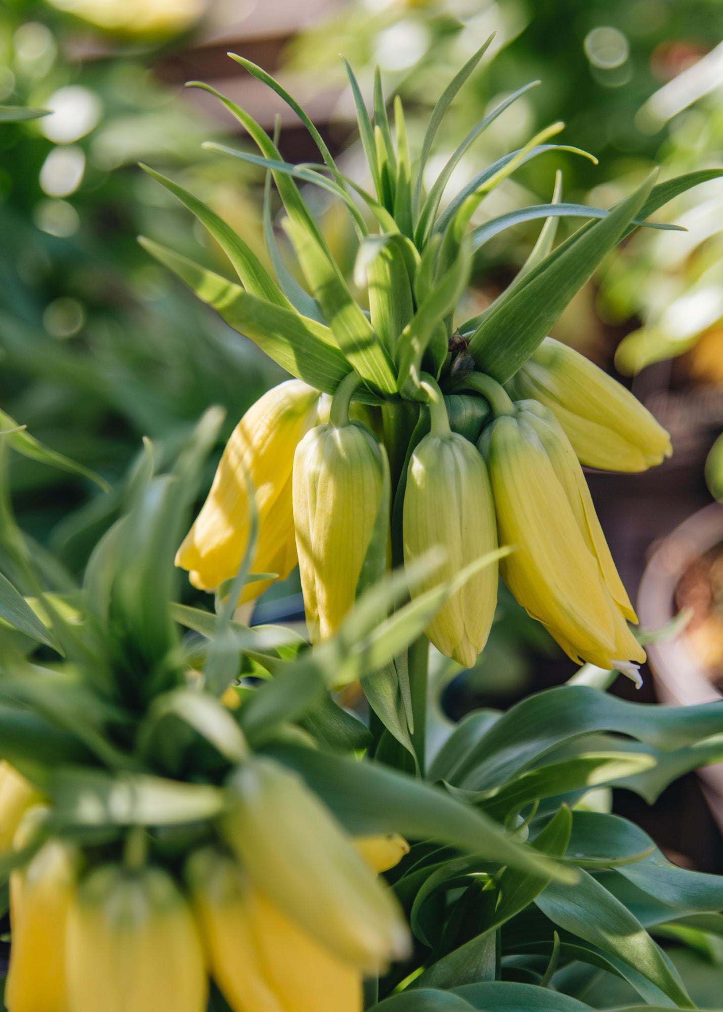 Fritillaria Fritillaria imperialis Lutea 2/3L 