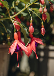 Hairy Pot Fuchshia 'Mrs Popple', 1L