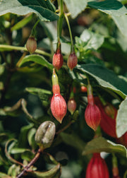 Hairy Pot Fuchshia 'Mrs Popple', 1L