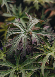 Geranium Geranium 'Femme Fatale', 2L