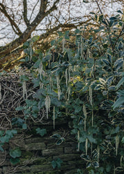 Garrya Elliptica James Roof