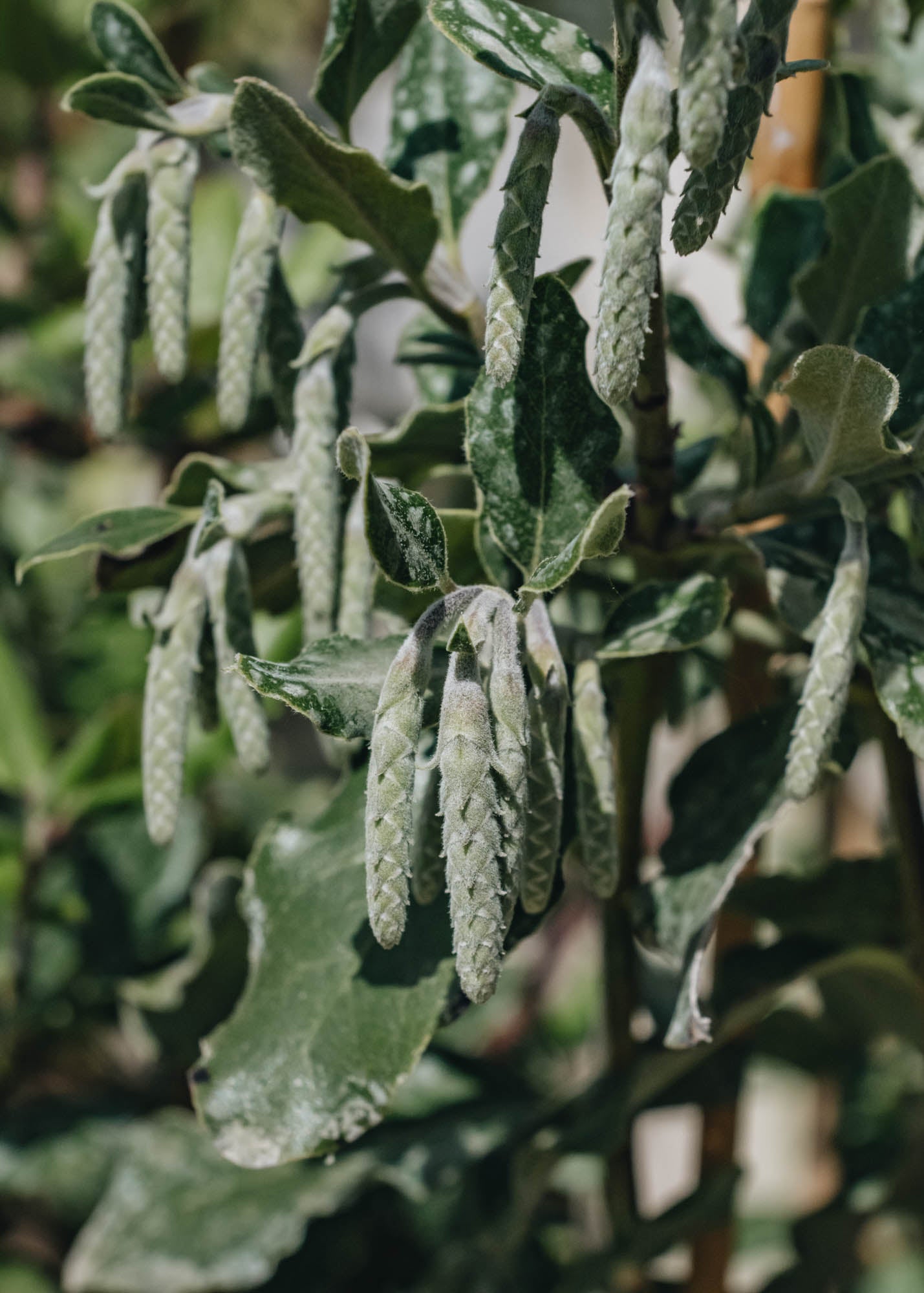 Garrya Elliptica James Roof