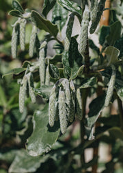 Garrya Elliptica James Roof