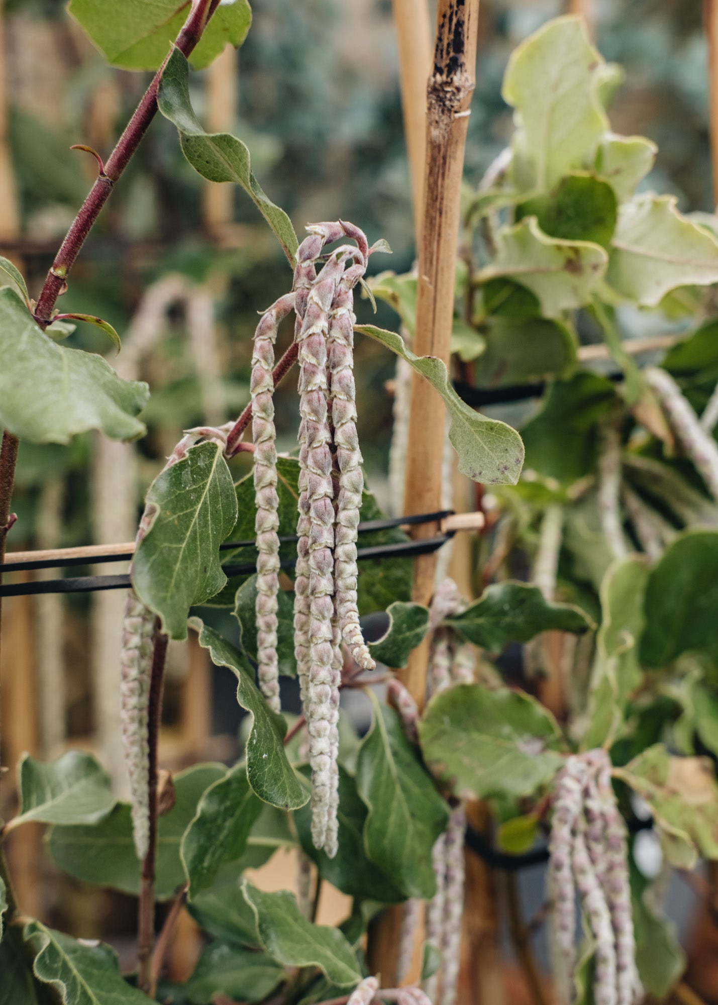 Garrya Garrya Elliptica James Roof, 3L