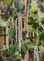 Garrya Garrya Elliptica James Roof, 3L