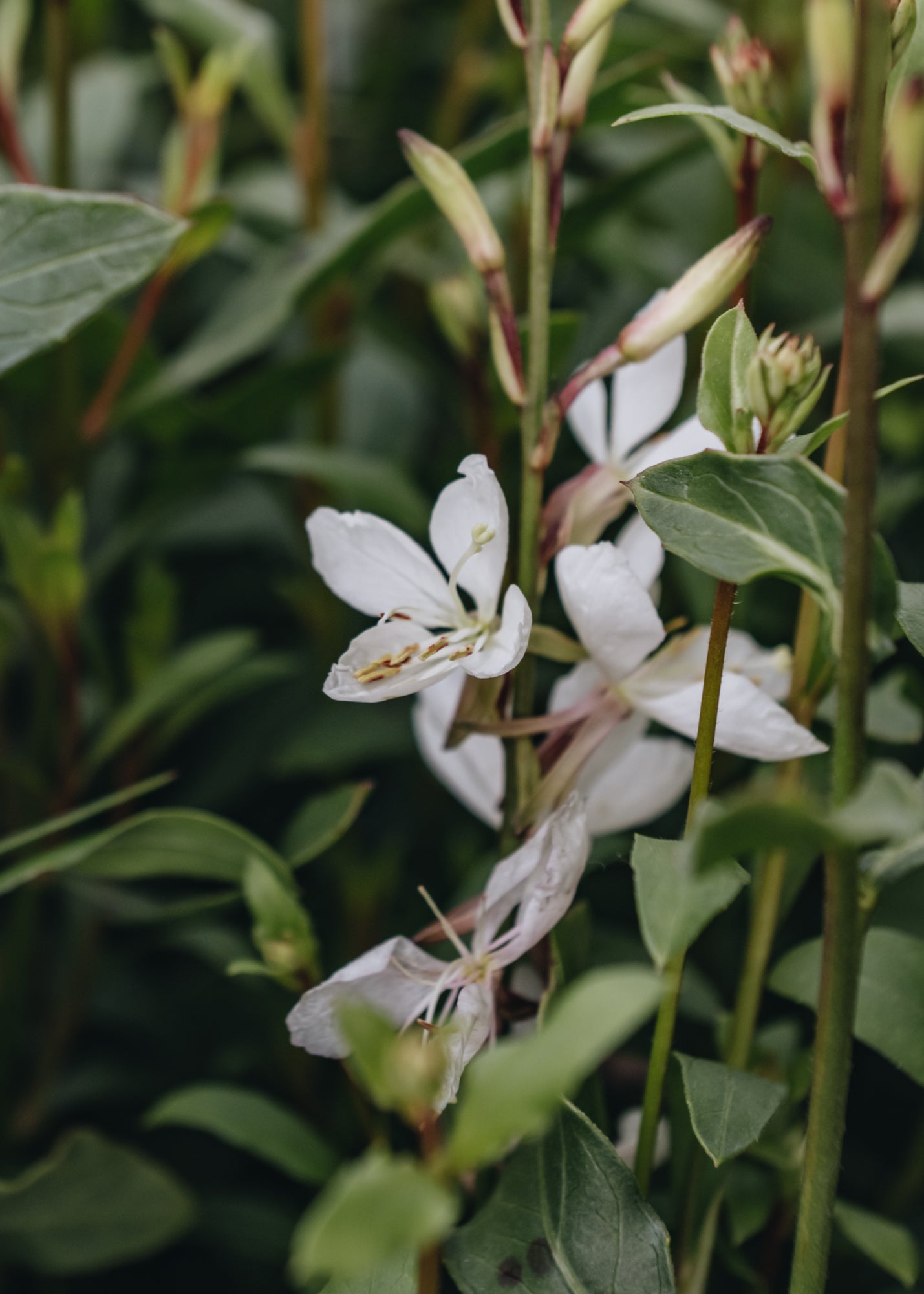 Gaura lindheimeri Ellura