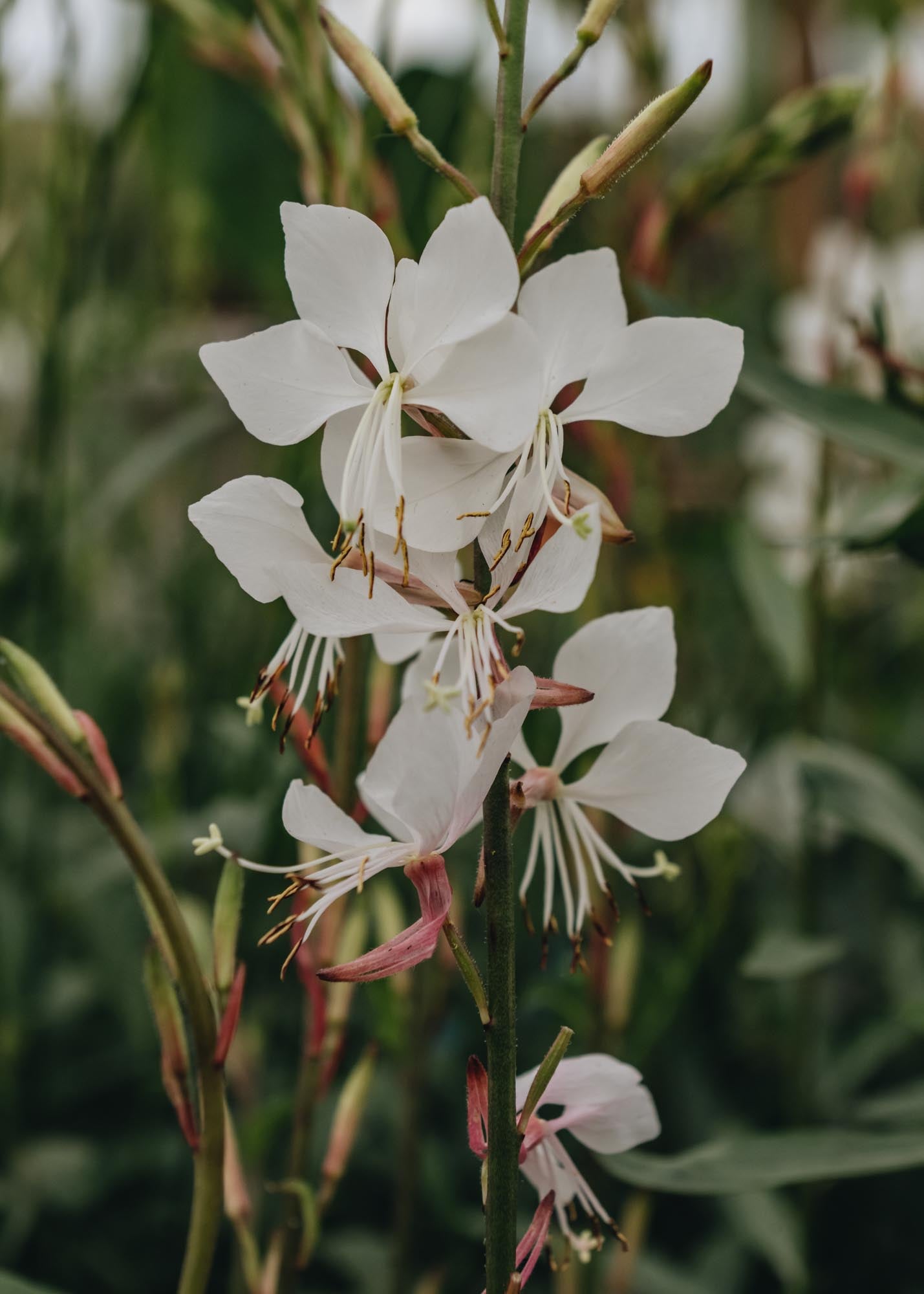 Gaura lindheimeri Whirling Butterflies