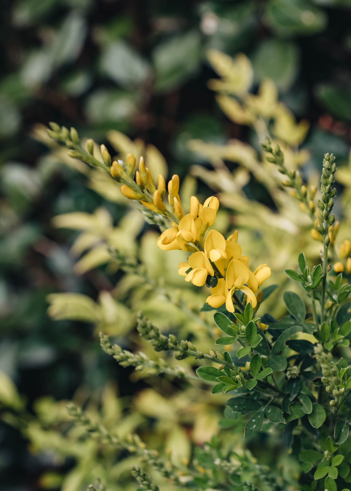 Genista Genista Maderensis