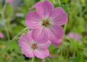 Tessitura Toscana Telerie Geranium riversleainum ‘Mavis Simpson’, 2L