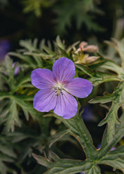 Geranium Geranium 'Femme Fatale', 2L