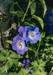 Geranium Azure Rush