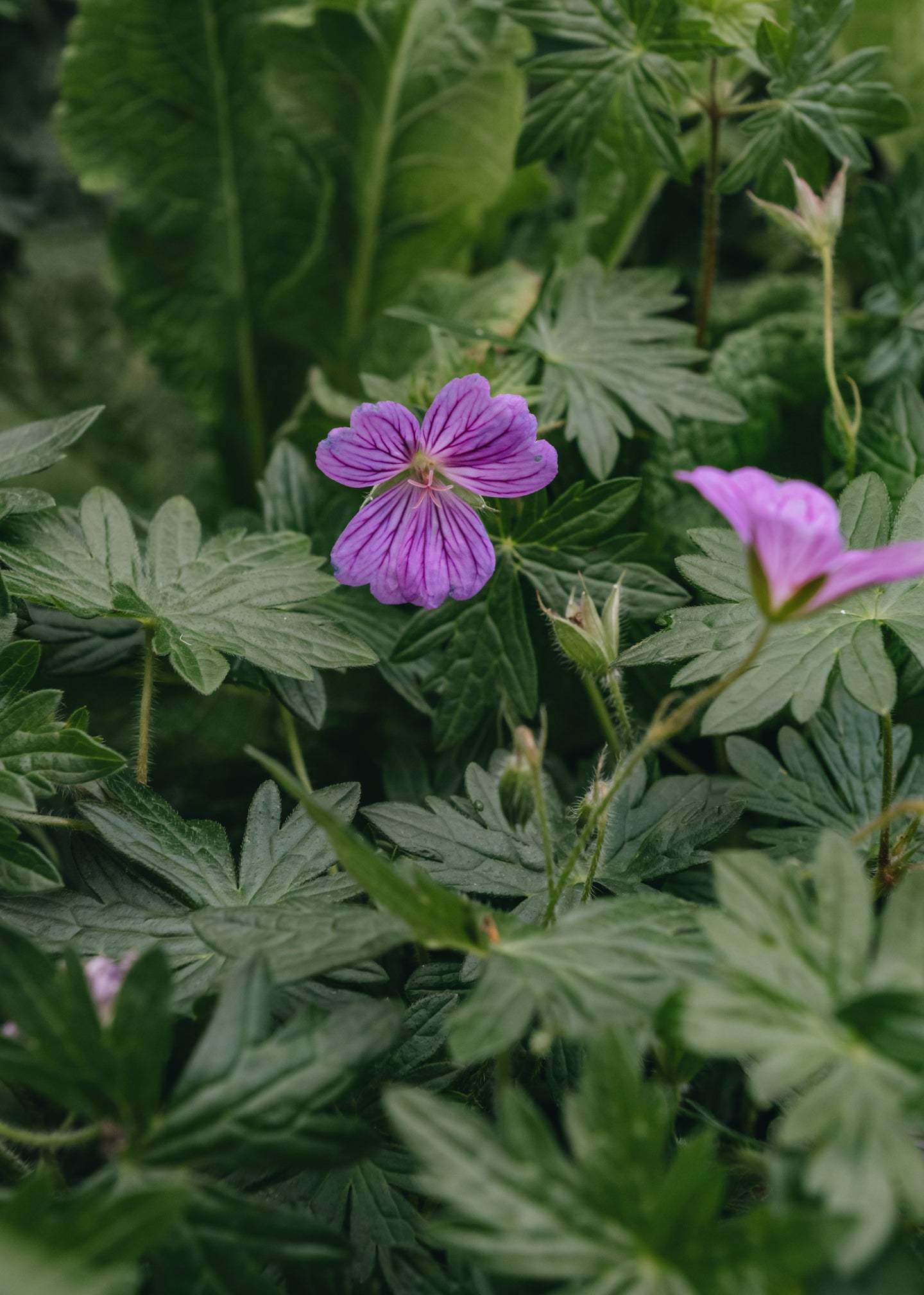 Geranium Geranium Blushing Turtle, 2/3L