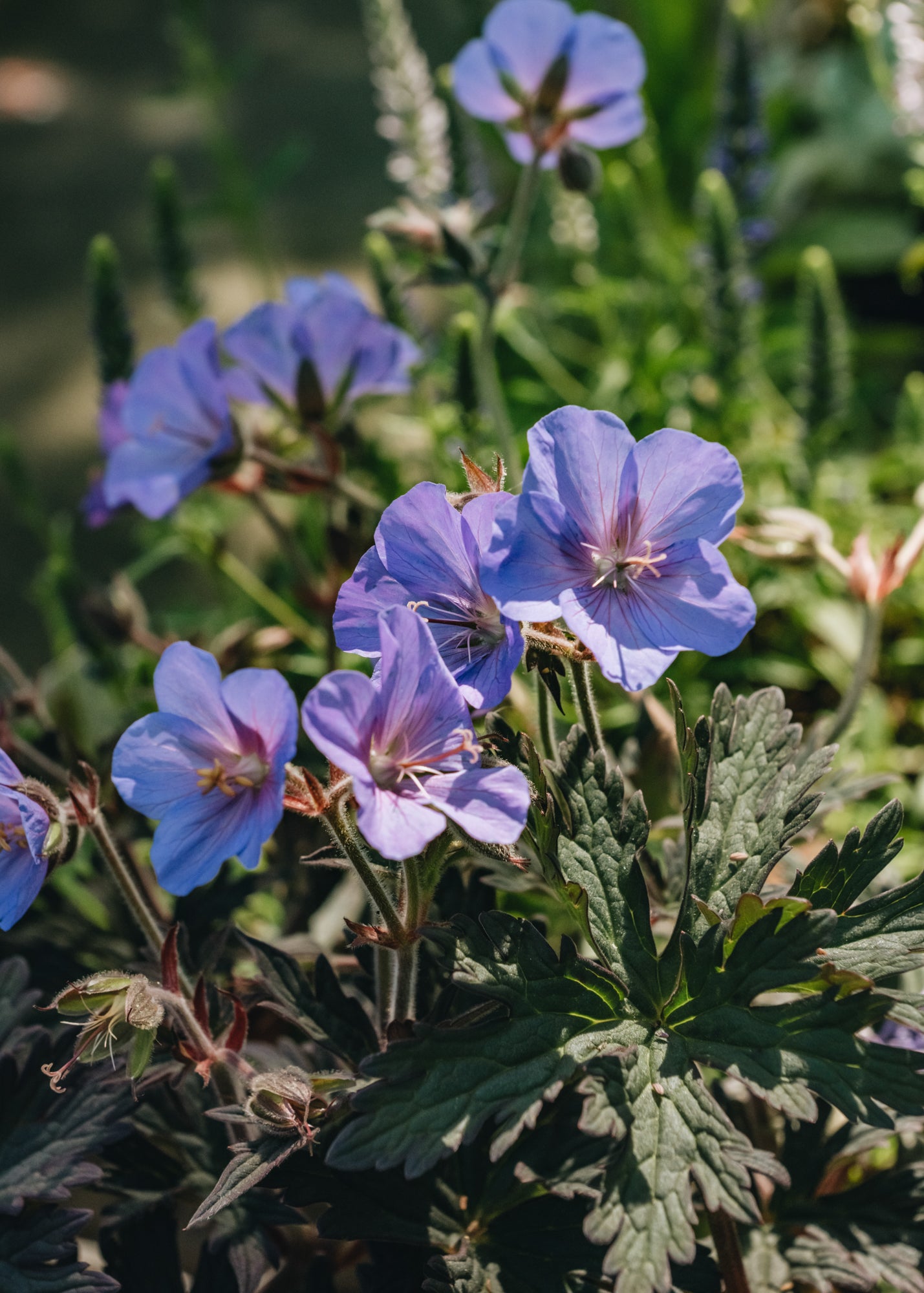 Echinacea Geranium Boom Chocolatta