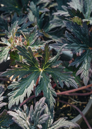 Geranium Boom Chocolatta