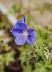 Hairy Pot Geranium 'Brookside', 1L