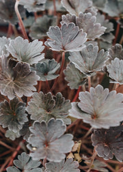 Geranium Chocolate Candy