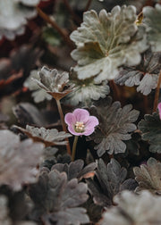 Geranium Chocolate Candy