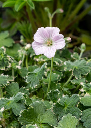 David Austin Roses Geranium 'Dreamland', 2/3L