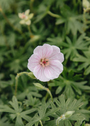 Geranium Geranium sanguineum 'Frivolius™ Blush', 3L