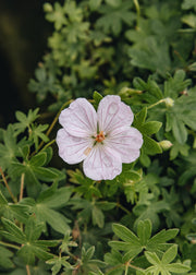 Geranium Geranium sanguineum 'Frivolius Pink', 2L