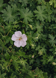 Geranium Geranium sanguineum 'Frivolius Pink', 2L