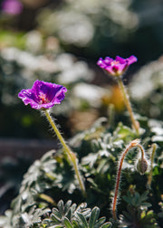 Geranium Geranium sanguineum 'Frivolius Purple', 2L