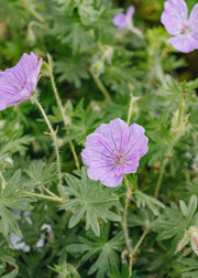 Geranium Geranium Glenluce, 2/3L