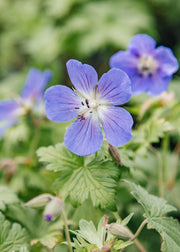 Geranium x johnsonii ‘Johnson’s Blue’, 3L