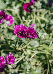 Geranium Geranium cinereum Jolly Jewel Red, 2L