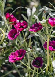 Geranium cinereum Jolly Jewel Red, 2L