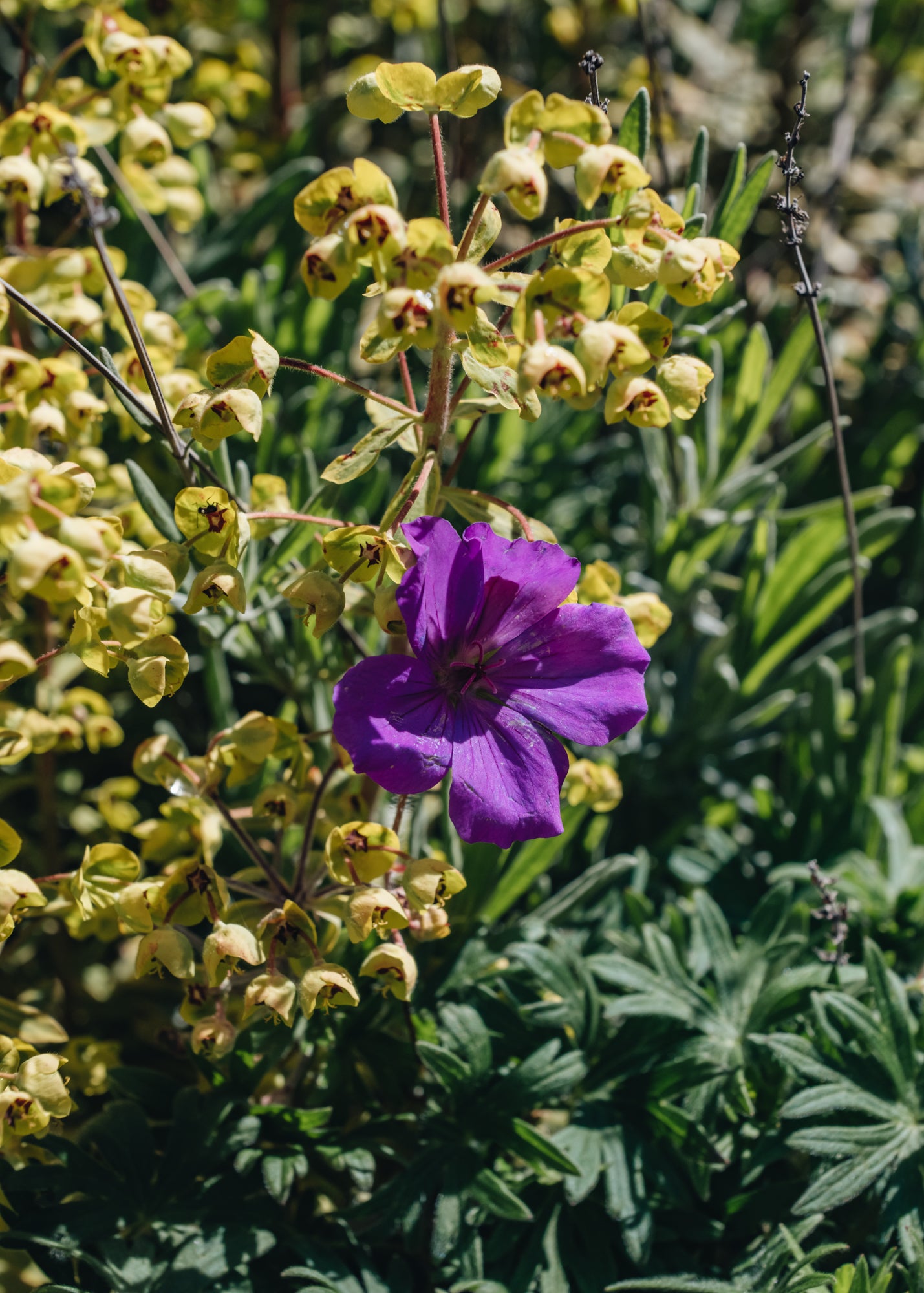 Geranium Tiny Monster