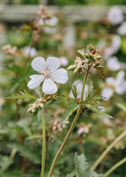 Geranium Geranium pratense ‘Milou’, 2L