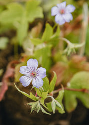 Hairy Pot Geranium 'Nodosum', 1L