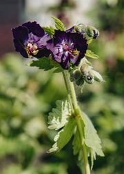 Geranium phaeum 'Raven', 1L